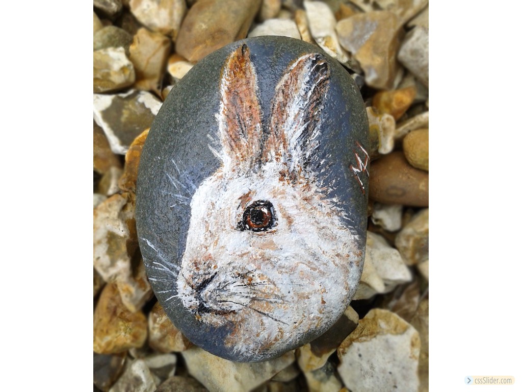 Mountain Hare On Pebble