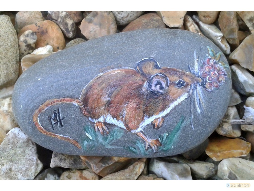 Wood Mouse On Pebble